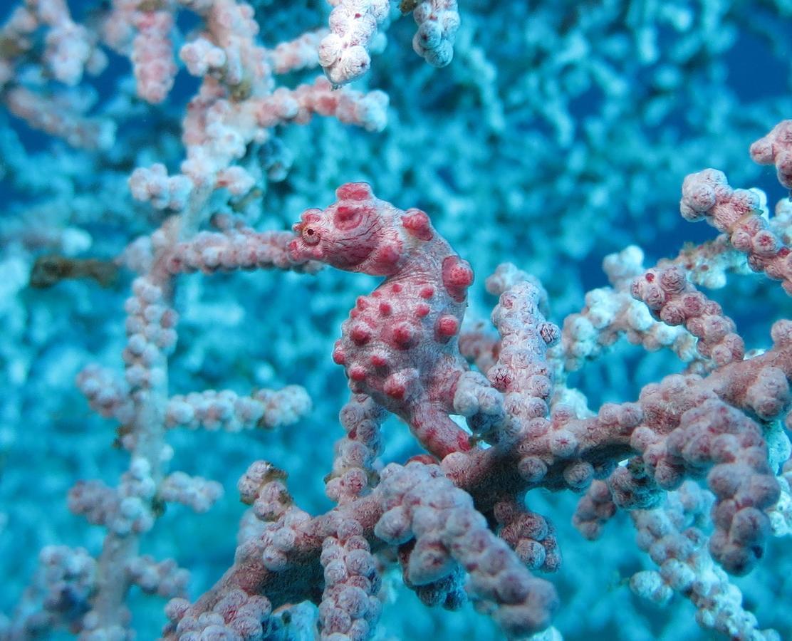 Jukung Dive Resort Bali Amed Exterior foto